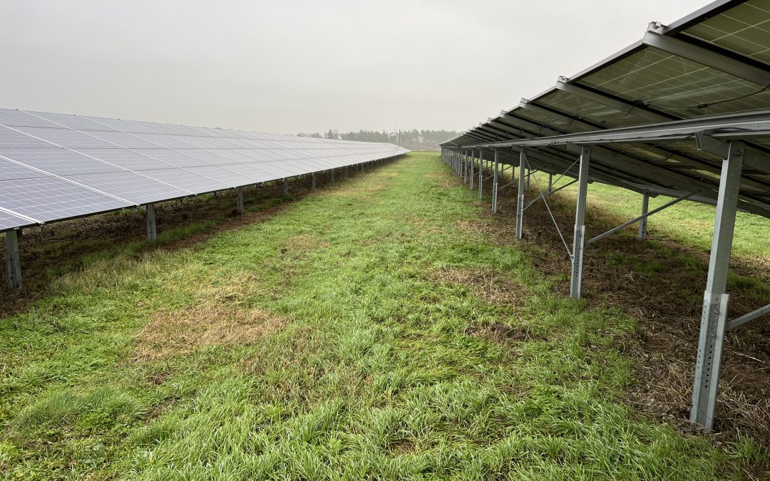 10.000 kWp PV Anlage Körbelitz | Anlagenwartung und technische Betriebsführung